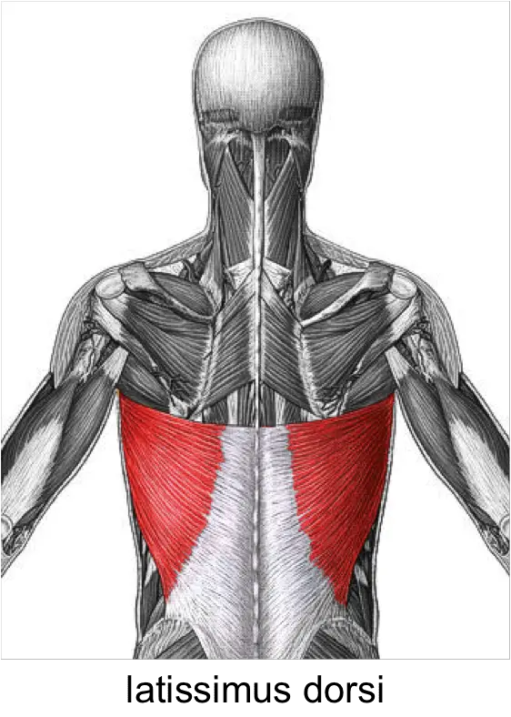 Diagram indicating the latissimus dorsi muscle