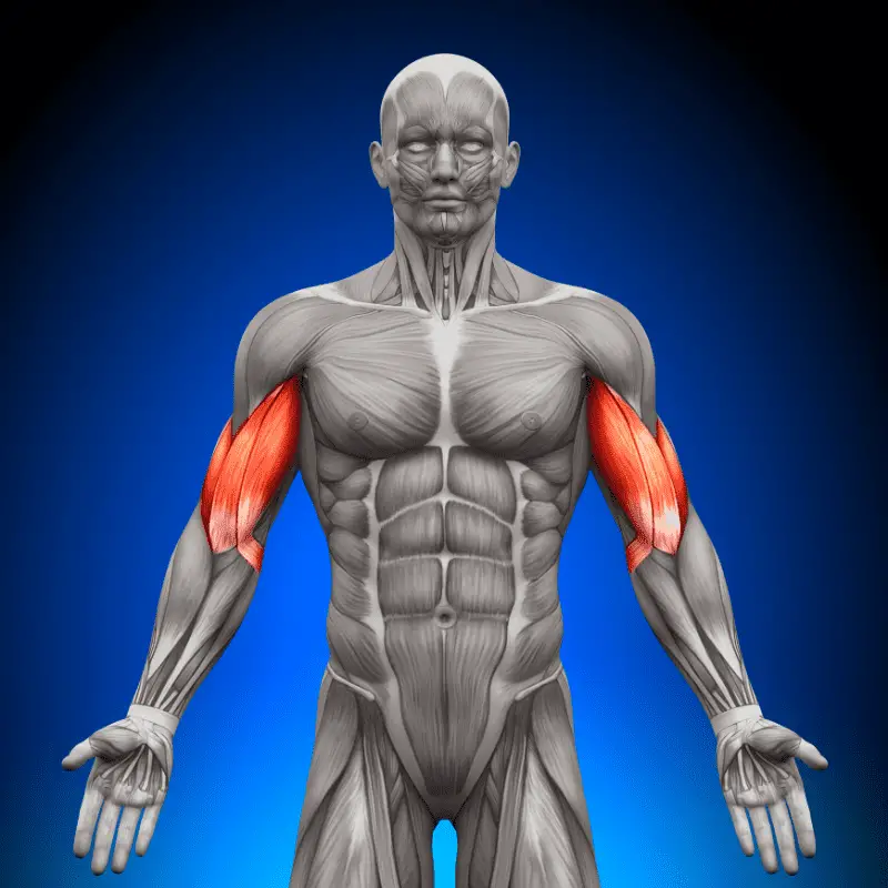 Diagram of the biceps highlighted red